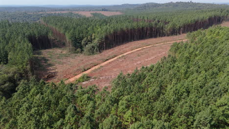 Aerial dolly over clear cut forest, deforestation in a pine tree plantation, with tree stumps visible and piles of logs