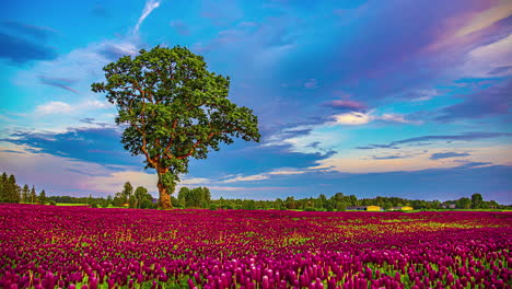 un campo de flores de tulipán de colores vibrantes con un dramático atardecer en el cielo, un panorama de lapso de tiempo