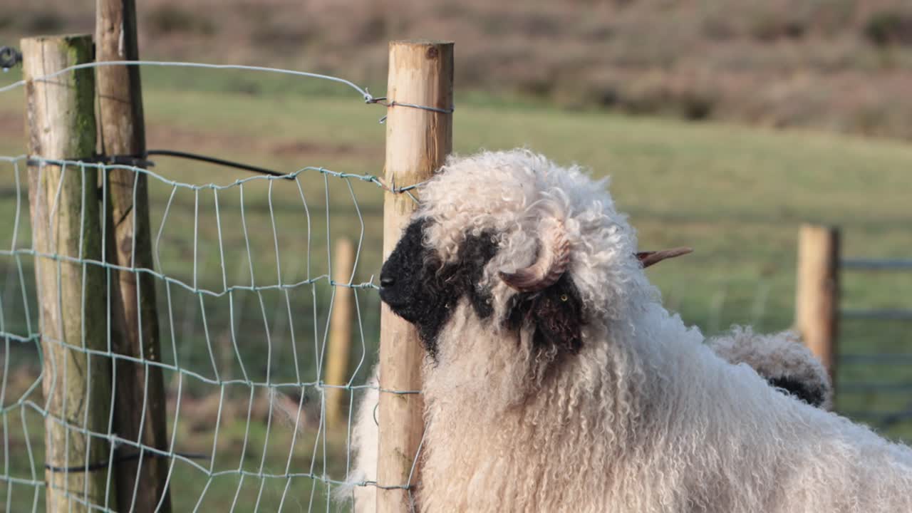Valaise Blacknose får i Wales. Denne race stammer fra det bjergrige Valais-område i Schweiz.