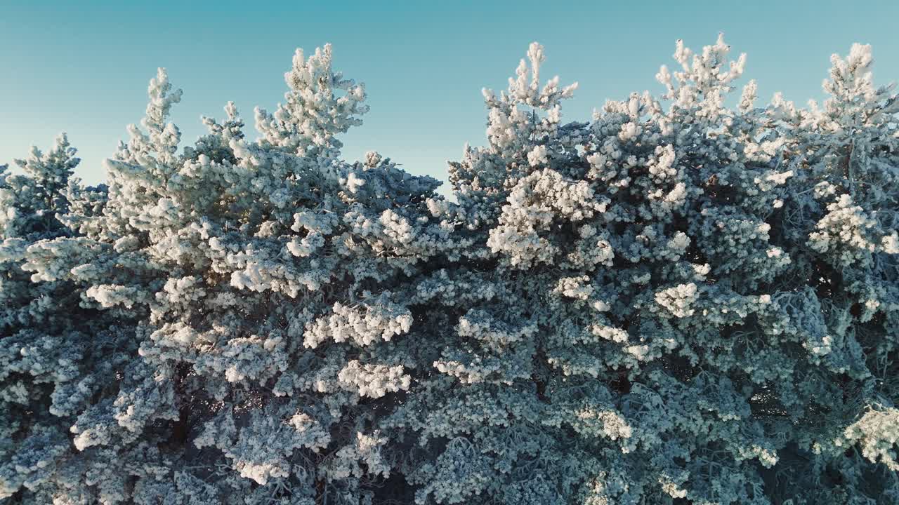 Vintertrær dekket av snø og frost