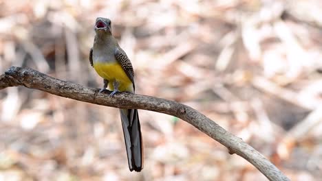 Der-Orangebrust-trogon-Ist-Ein-Zutraulicher-Mittelgroßer-Vogel,-Der-In-Thailand-Vorkommt