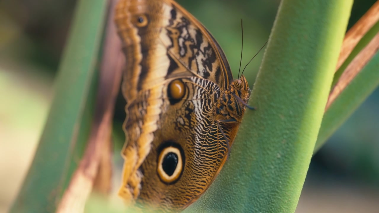 Primo piano di una farfalla civetta gigante posata su una pianta verde