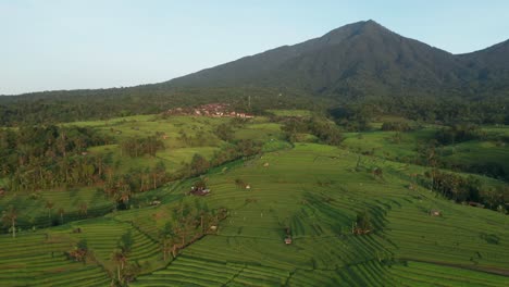 Campos-De-Arroz-Jatiluwih-En-Bali-Durante-El-Amanecer-Con-Montañas,-Antena