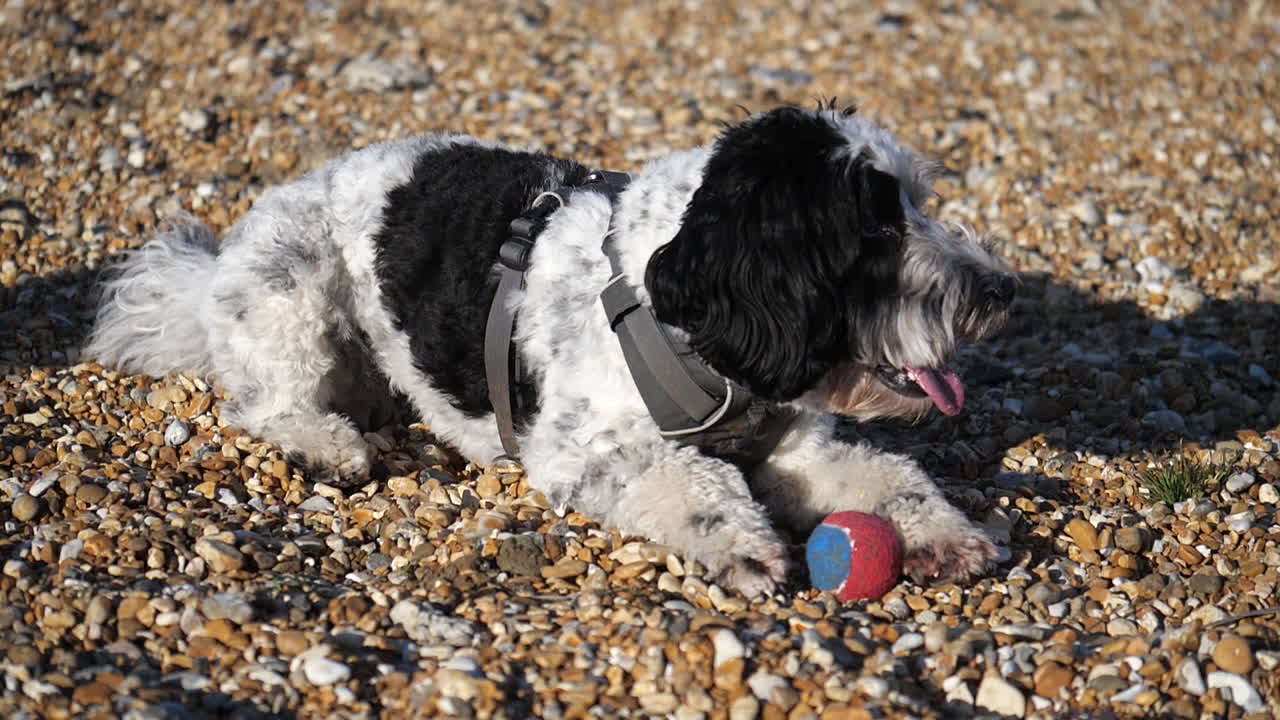 adorable perro labradoodle en una playa de guijarros en el reino unido jugando con una pelota de tenis acostado