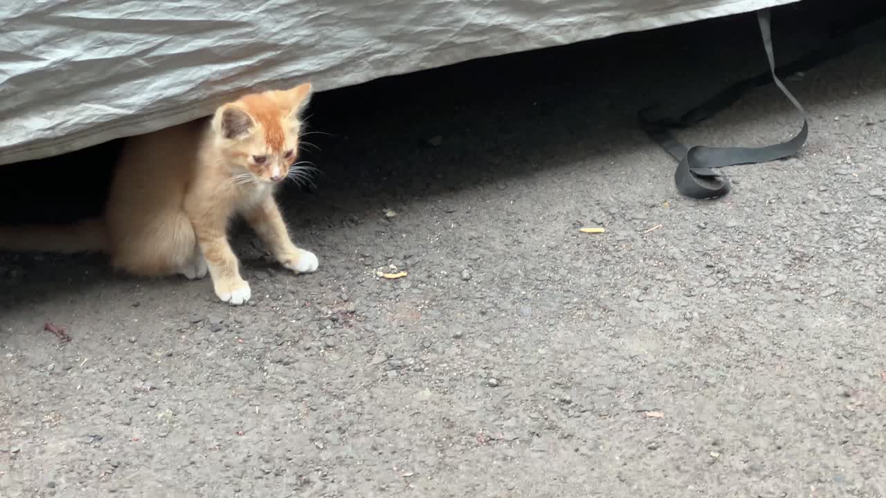 A brown kitten playing under the dashboard of a car.
