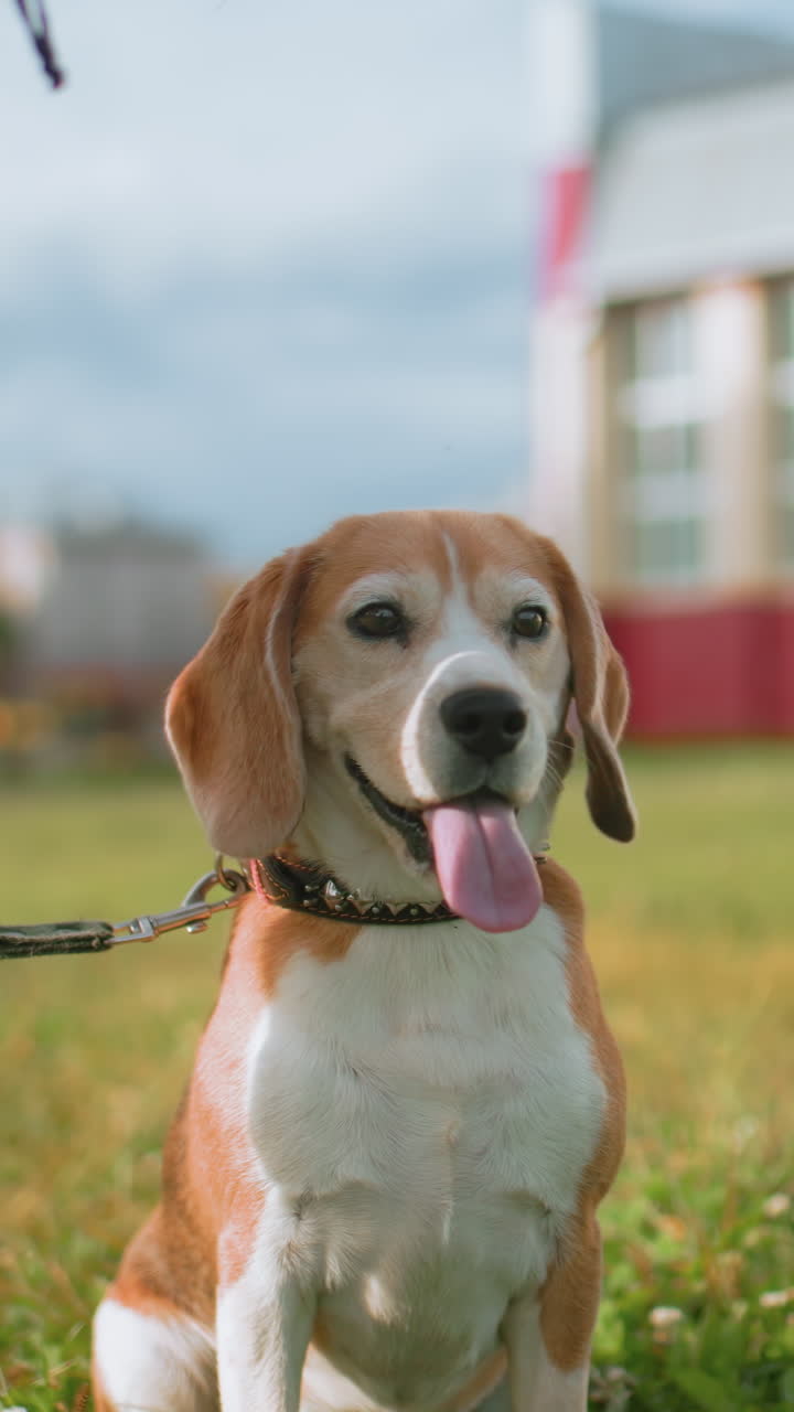 beagle sentado en la hierba mirando a su dueño, con collar y correa visibles, jadeando con la lengua fuera, la luz del sol filtrándose entre los árboles, parque suburbano y edificio escolar al fondo, ambiente de compañero tranquilo