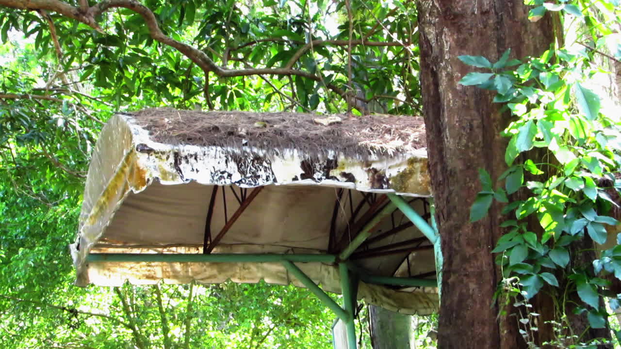 Aged Waiting Shed Located in the Forest, Philippines