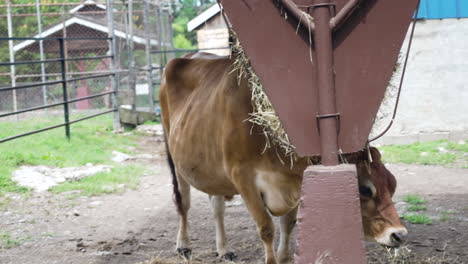 brown cow eating cereal straw feed forage for cattle in a livestock farm