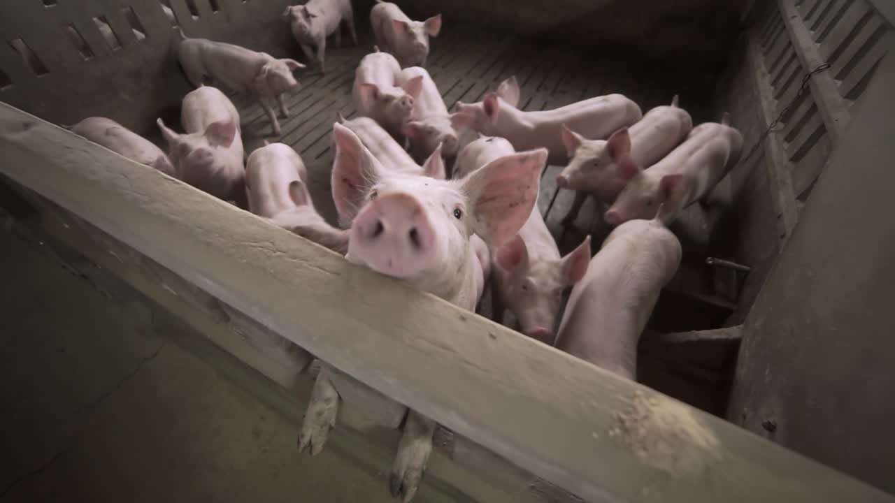 Curious piglets looking at camera in farm enclosure