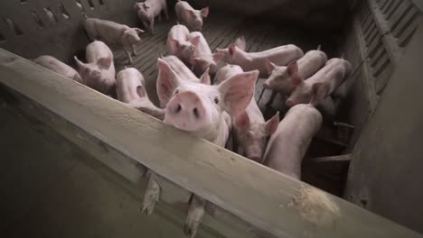 curious piglets looking at camera in farm enclosure