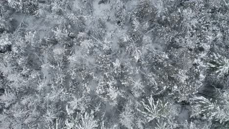 Winter-wonderland-landscape-with-snow-covered-frozen-trees