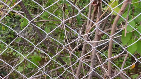 bushes in autumn behind a wire fence, a small creek in the background