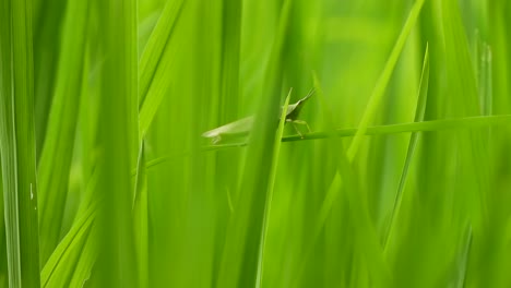 grasshopper in green grass - rice