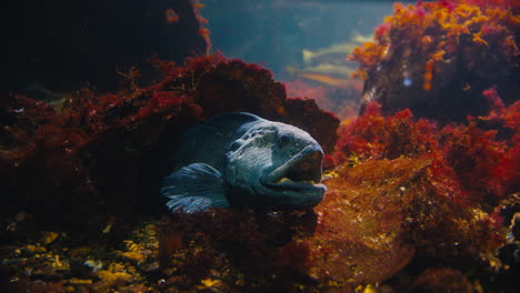 Close-up-Footage-Of-An-Atlantic-Wolffish-Partly-Hiding-Under-A-Reef-Waiting-On-Its-Prey