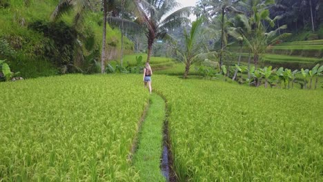 camera follows female blonde tourist walking in lush green rice field