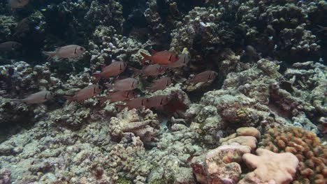 grupo de peces soldado rojo en un colorido arrecife de coral en aguas cristalinas del océano pacífico, polinesia francesa