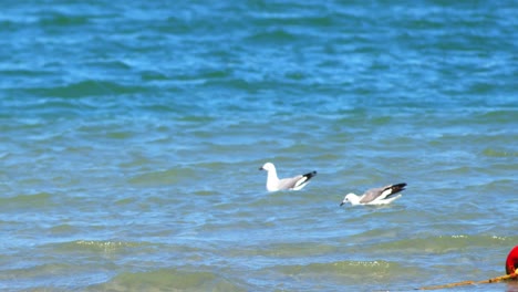 Gaviotas-Volando-Y-Flotando-En-Corrientes-De-Aire-De-Viento