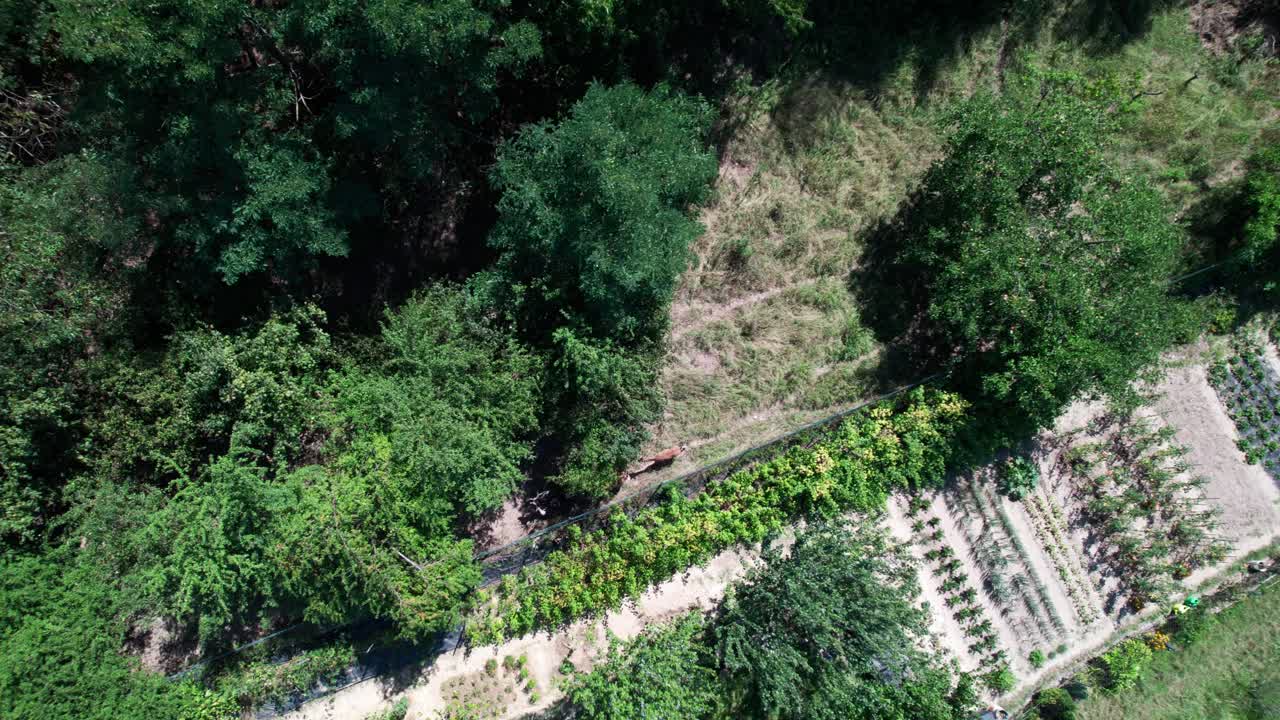 ciervo corriendo junto a la valla hacia la naturaleza y los árboles