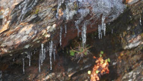 Schmelzwasser-Tropft-Langsam-Von-Dünnen-Filigranen-Aus-Eiszapfen,-Die-An-Dunklen,-Verdorrten-Felsen-Hängen