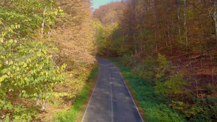 Vista aerea attraverso una strada forestale autunnale