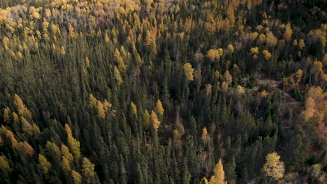 Eine-Langsame-Luftaufnahme-über-Einem-Borealen-Spätherbstwald-Im-Kanadischen-Schild