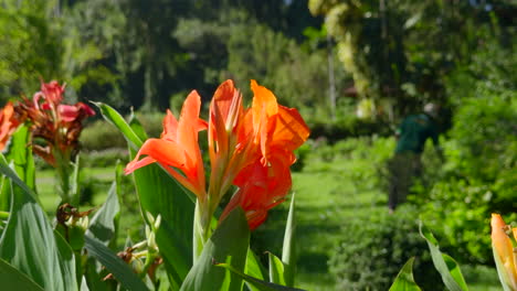 orange canna lily in a garden with a gardener