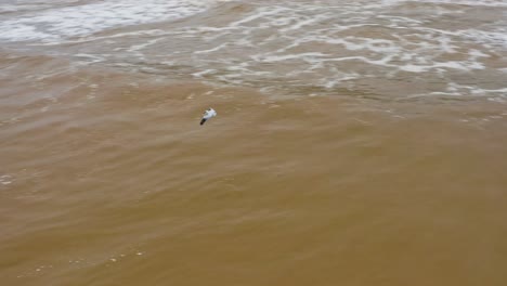 American-white-pelican-circling-above-sea-estuary-water-for-hunting-prey,-aerial