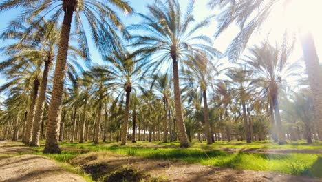 date-palm-plantation-deglet-nour-with-sun-rays-in-the-region-of-biskra-algeria