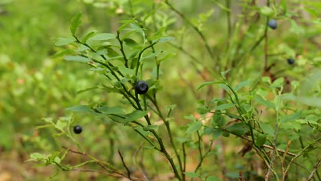 close up of blueberry twig in a forest