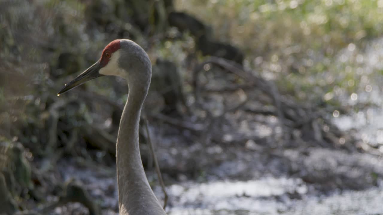 Sandhill Crane profile view looking around in rugged background