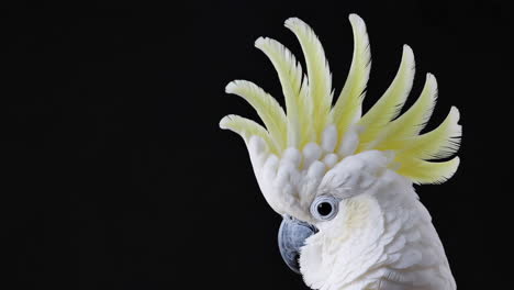 close-up of a white cockatoo