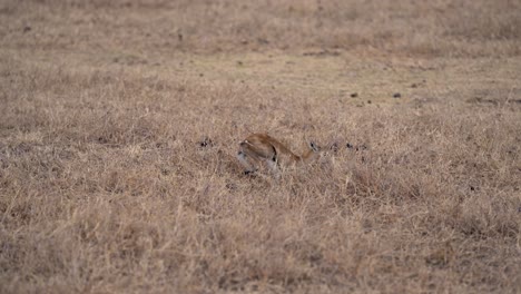 Ternero-Recién-Nacido-De-Gacela-De-Thomson-De-Pie-En-Las-Praderas-De-Ngorongoro-Preservar-áfrica,-Tiro-Medio-De-Mano