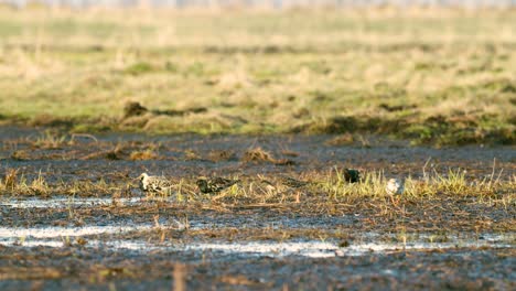 agachadiza de cola negra y una bandada de pájaros ruff durante la migración de primavera en la alimentación de prados inundados de humedales