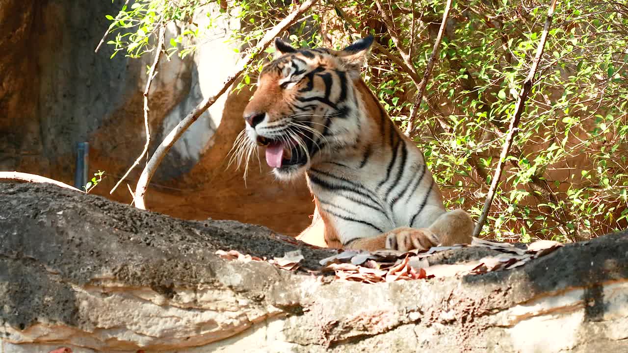 호랑이가 자연 서식지에서 휴식을 취하고 있습니다.