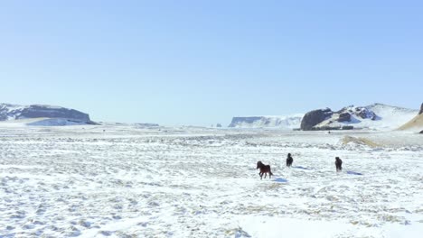 4K-Drohne,-Filmische-Luftaufnahmen-Von-Pferden-Beim-Laufen-Auf-Einem-Schneefeld-In-Island