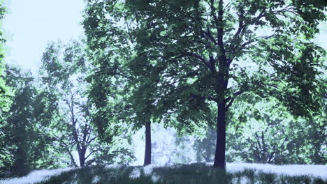 lush green trees in a serene forest landscape during daylight hours