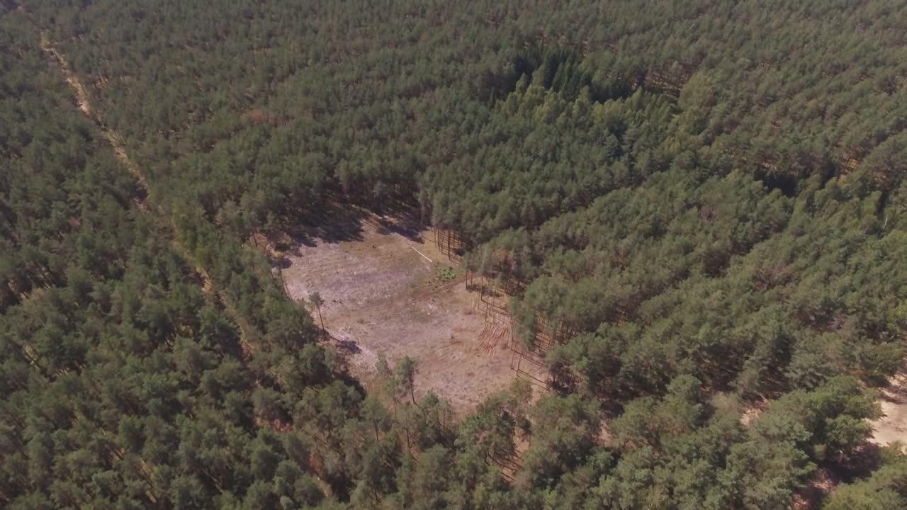 Thinned Area in the Coniferous Pine Forest on a Sunny Summer Day. Aerial Pedestal Up Shot