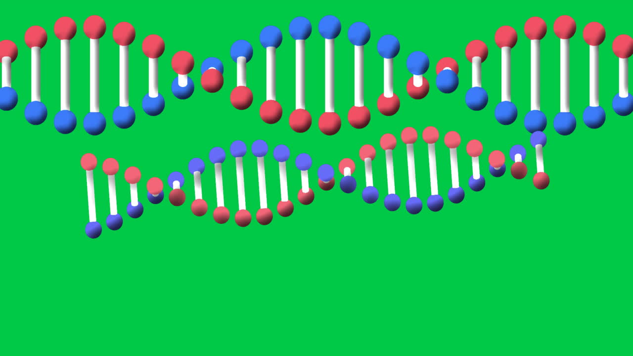 animación de dos cadenas de adn girando con espacio de copia sobre la pantalla verde