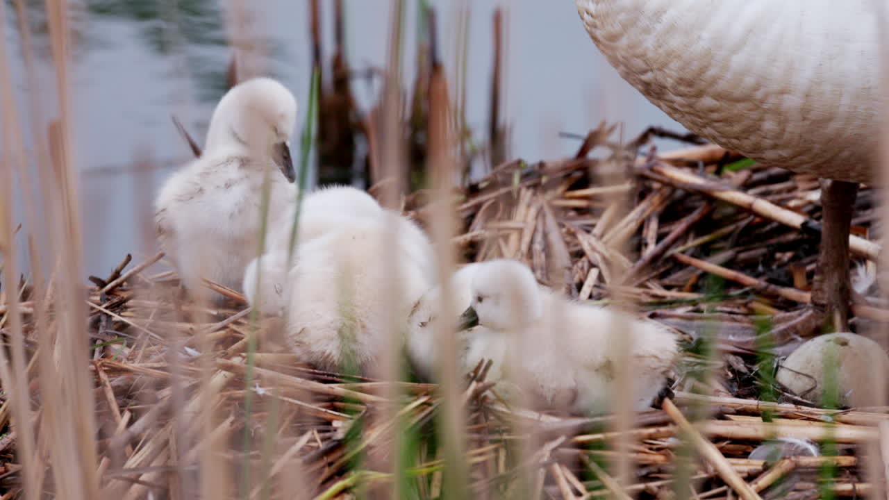 A graceful swan mother resting with her baby swans close by in the nest.