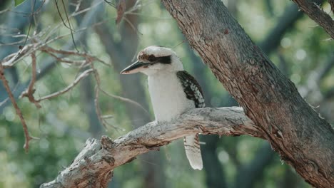 un pájaro kookaburra está sentado en una rama y la cola es mo