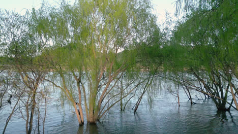 loncomilla river park at san javier maule chile