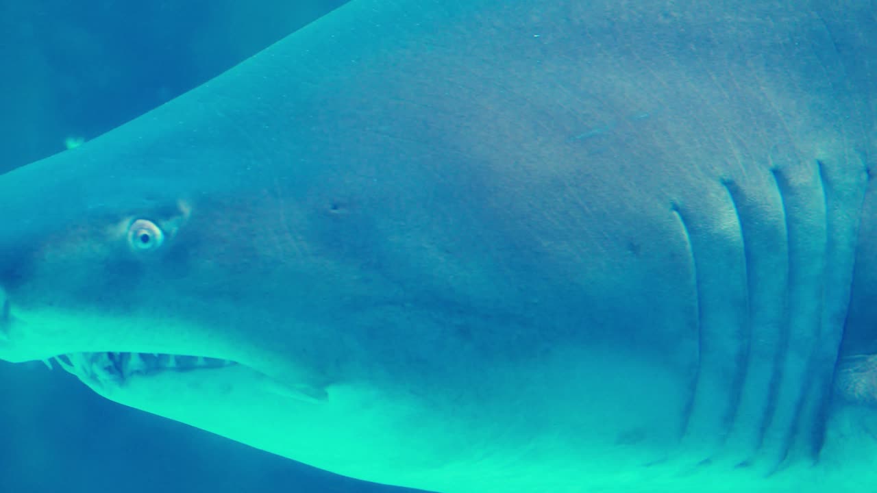 tiburón nadando en un tanque de peces