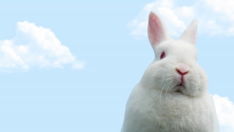 animación del conejo de pascua sobre el cielo azul con espacio de copia