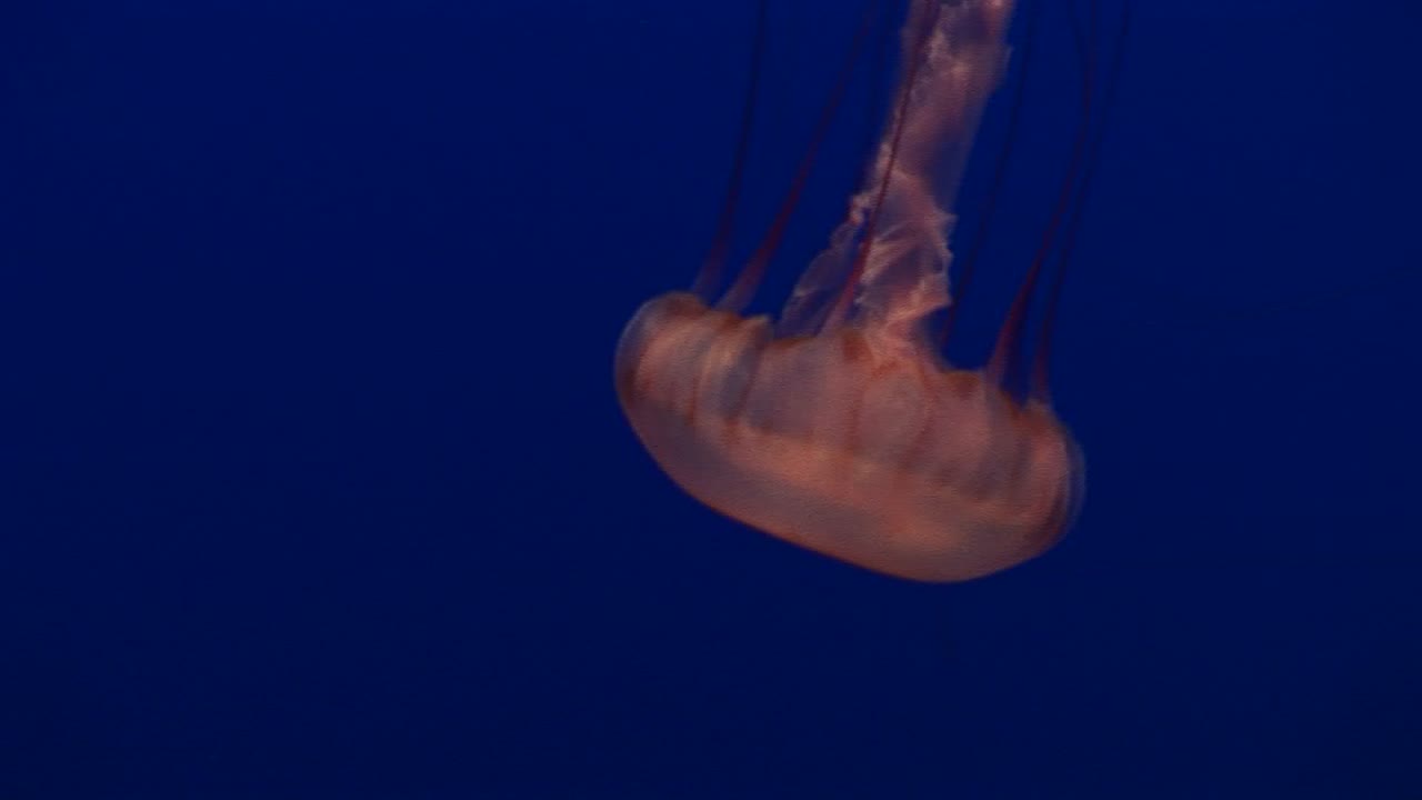 plano medio de una medusa flotando con gracia en el océano
