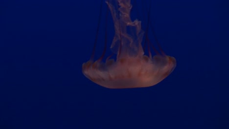 medium shot of a jellyfish floating gracefully in the ocean