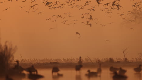 bandada de pájaros al amanecer