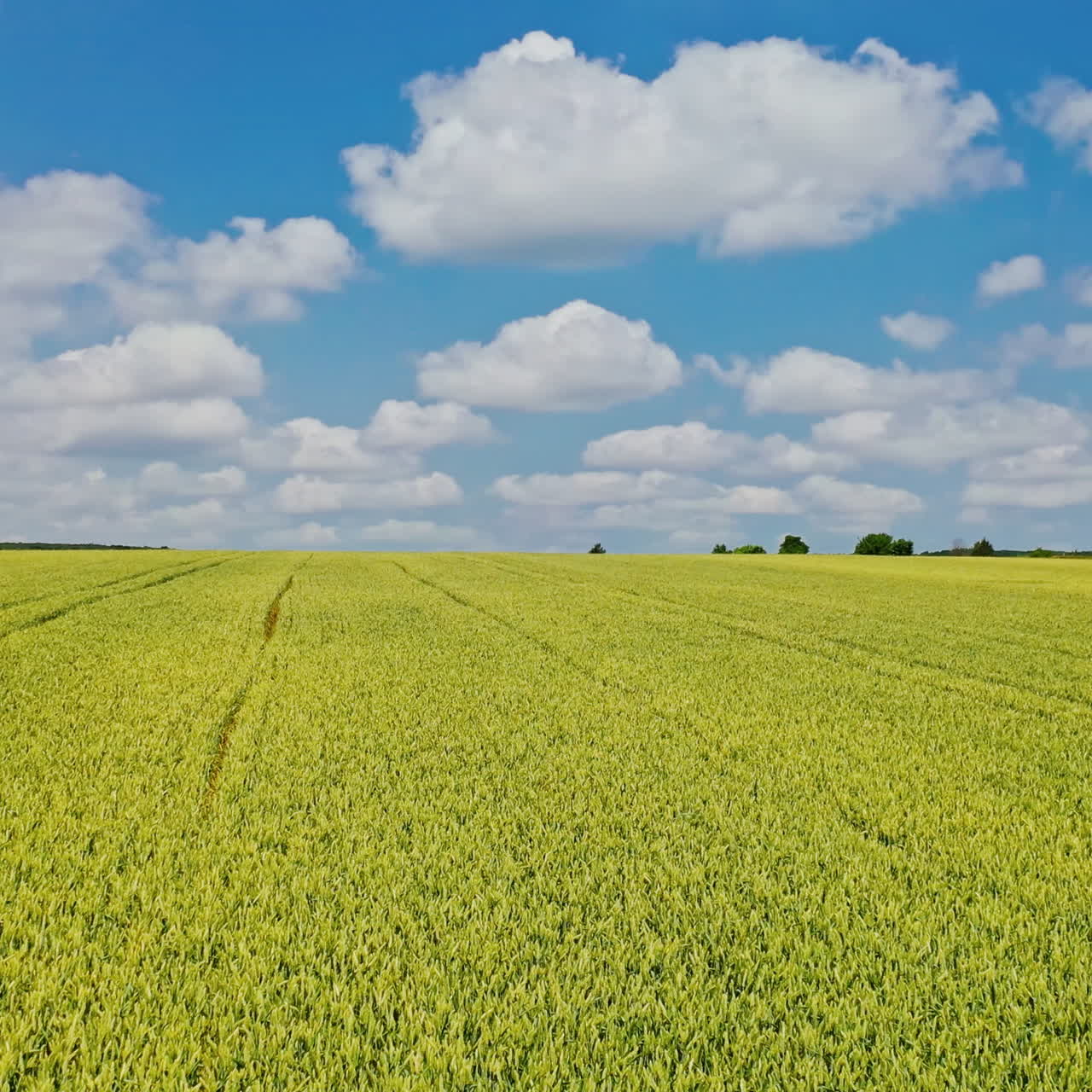 Drone fly over the field in spring. Plantation field of farmland under the blue sky with white clouds. Motion camera to the left.