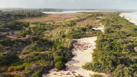 paisaje pintoresco de la reserva natural orientada al oasis de vida silvestre de vendicari, parque costero y destino de observación de aves en siracusa, sicilia, italia