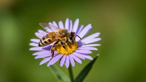 a close-up encounter: a honeybee foraging on a purple flower blossom, showcasing the delicate beauty of nature's pollinators in action