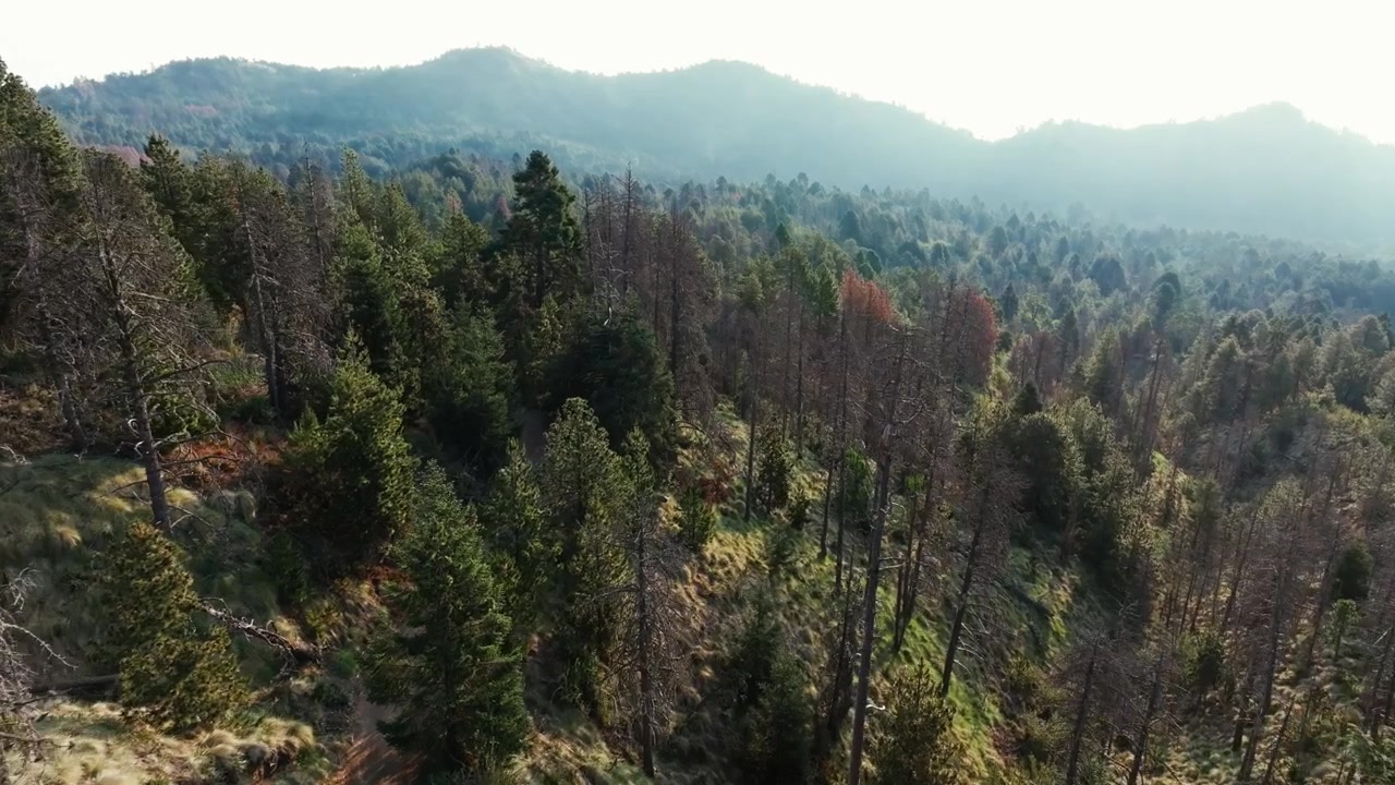 Veduta aerea di una pineta in una giornata fosca nel Parco Nazionale Nevado de Colima, Jalisco, Messico